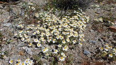 Eriophyllum wallacei rubellum