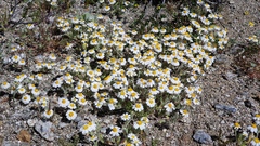 Eriophyllum wallacei rubellum