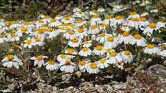 Eriophyllum wallacei rubellum