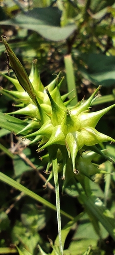 Dickins’ sedge (Carex dickinsii)