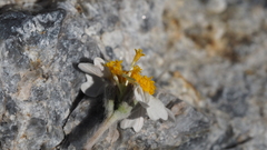 Eriophyllum wallacei rubellum