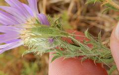 Oecanthus argentinus