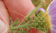 Oecanthus argentinus