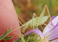 Oecanthus argentinus