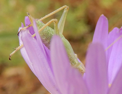 Oecanthus argentinus