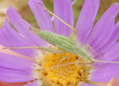 Oecanthus argentinus