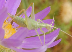 Oecanthus argentinus