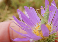 Oecanthus argentinus