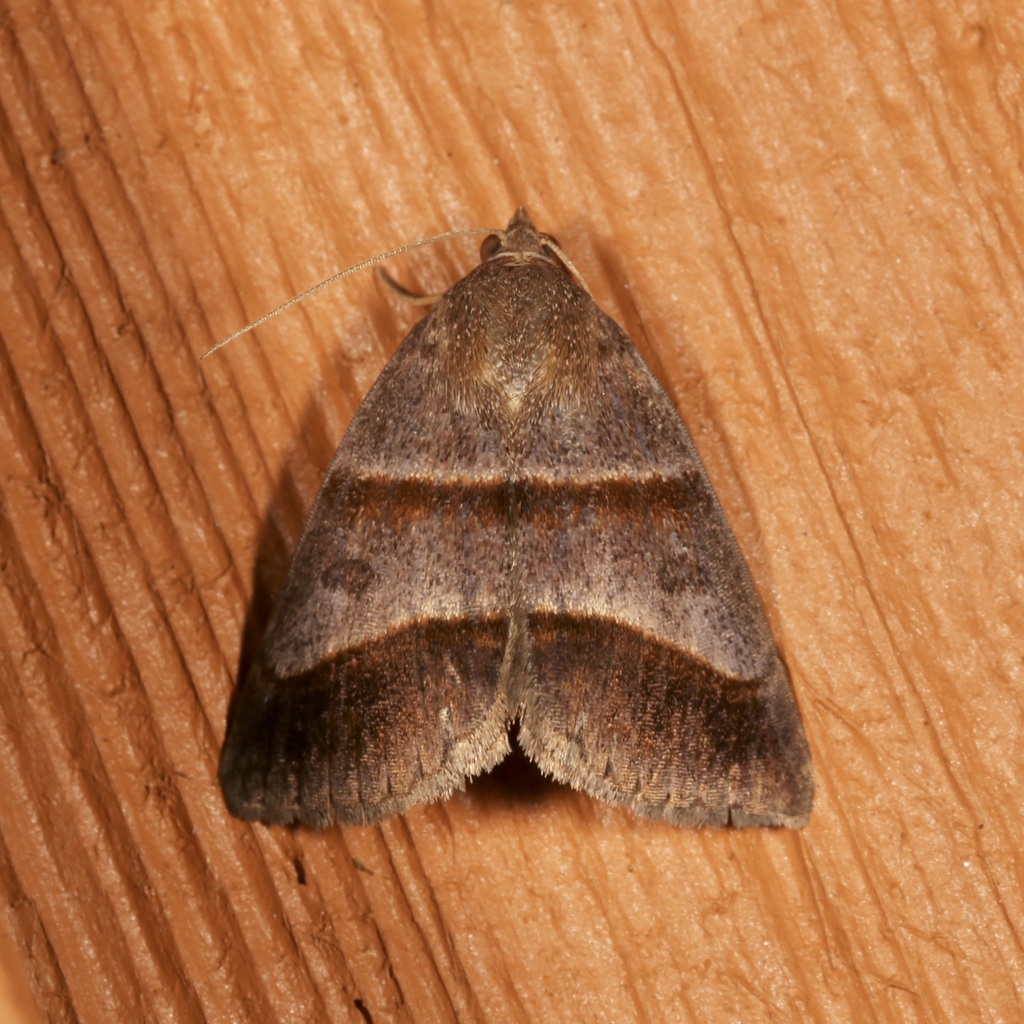 Woodland Chocolate Moth