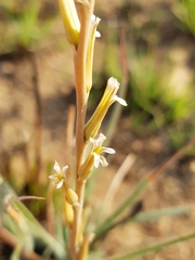 Aloe subspicata