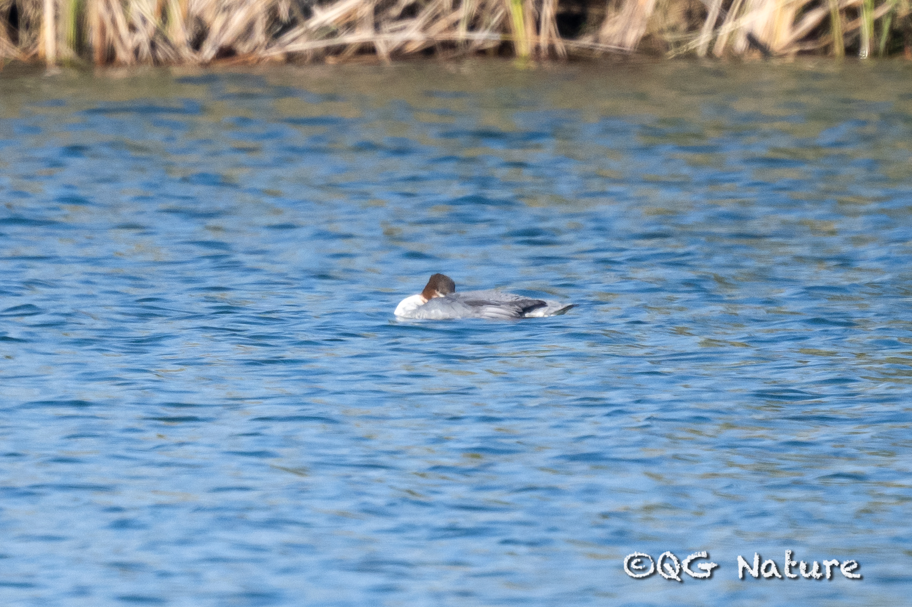 Common Merganser