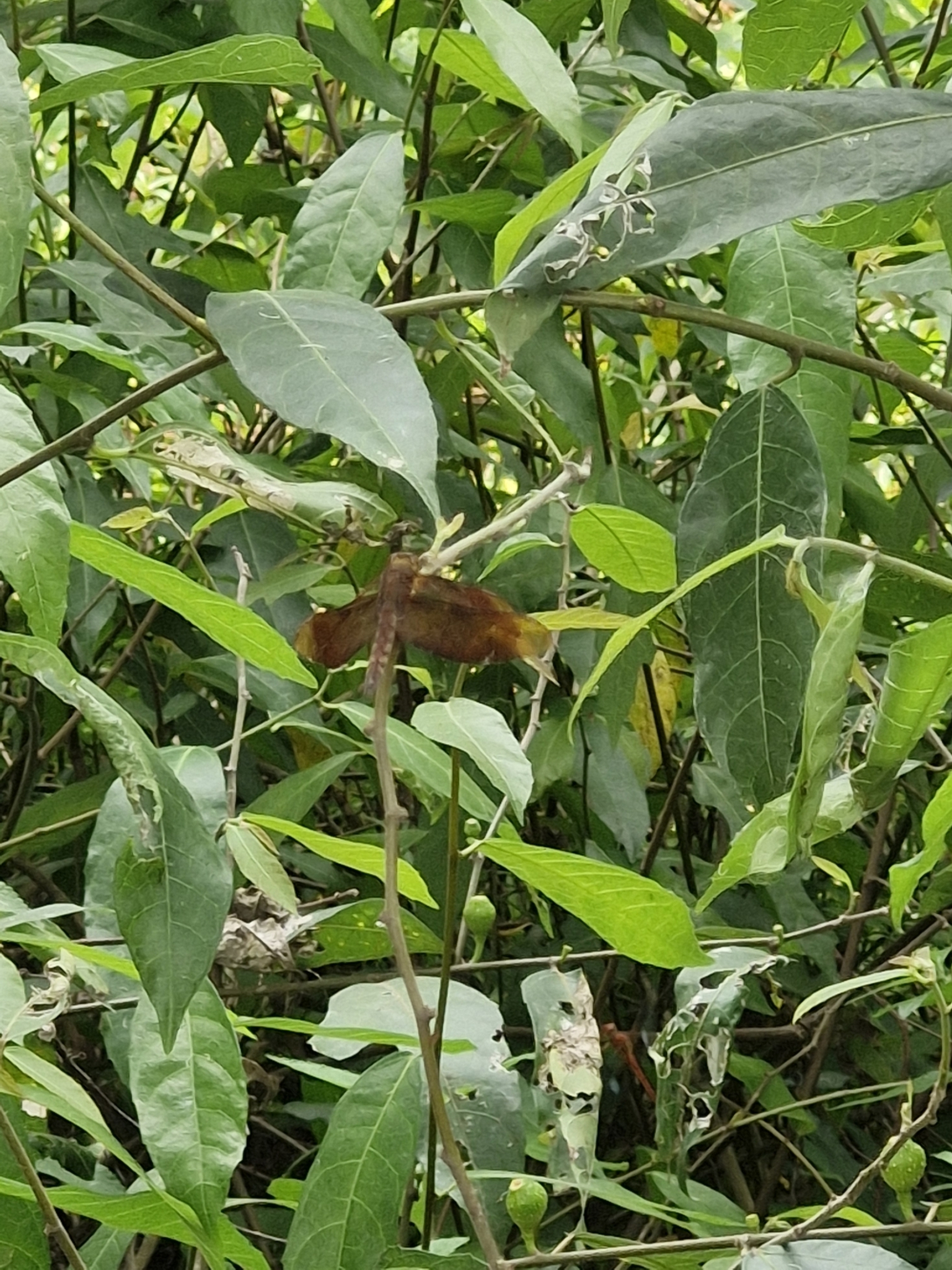 Fulvous Forest Skimmer