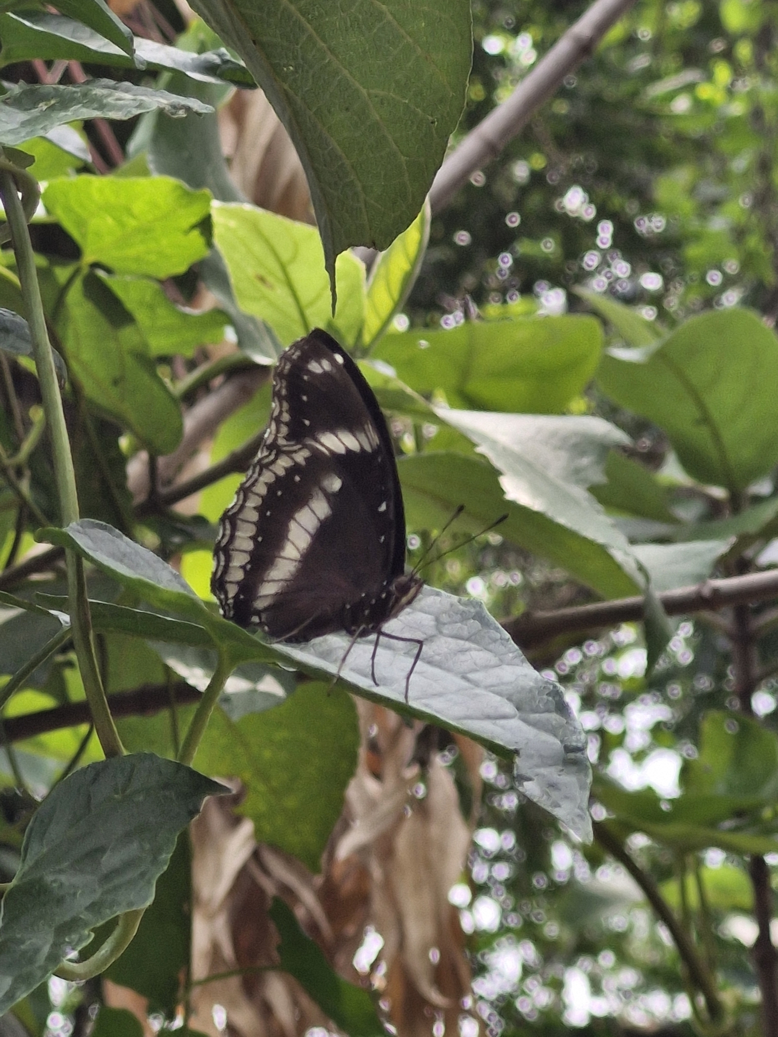 Great Eggfly