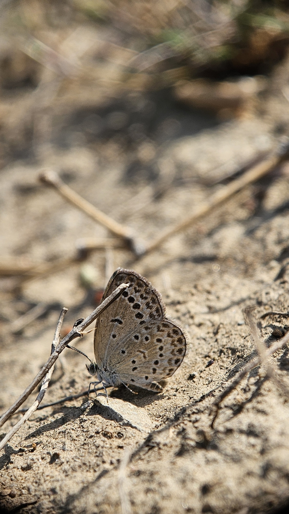 Pale Grass Blue