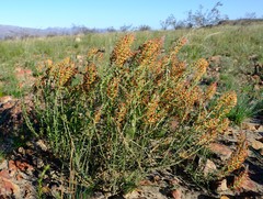 Hebenstretia robusta