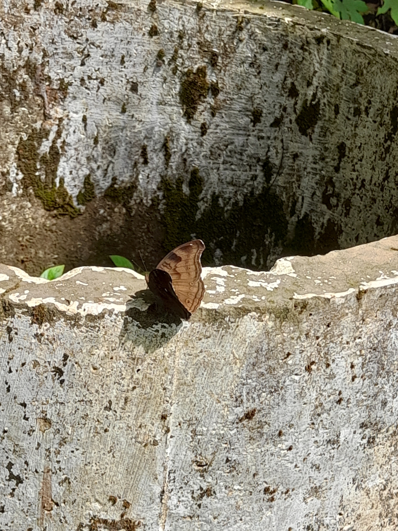 Chocolate Pansy