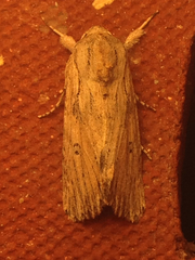 Spodoptera albula