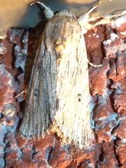 Spodoptera albula