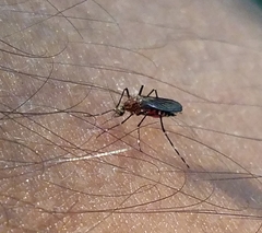 Aedes taeniorhynchus