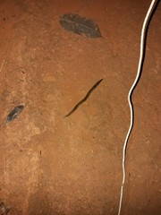Continenticola