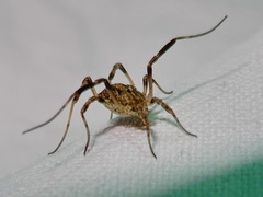 Odiellus