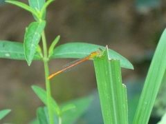 Ceriagrion