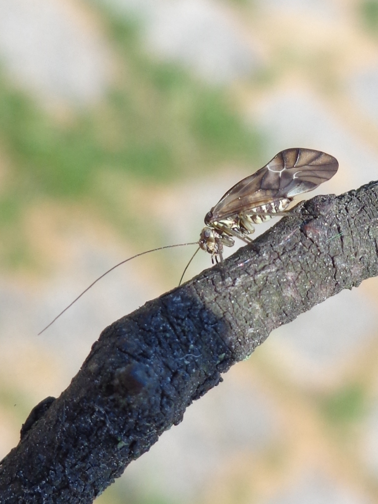 Metylophorus nebulosus