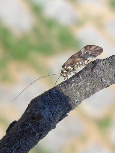 Metylophorus nebulosus