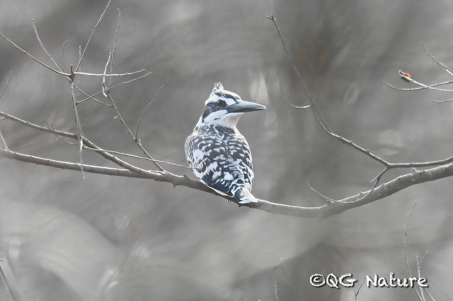Pied Kingfisher
