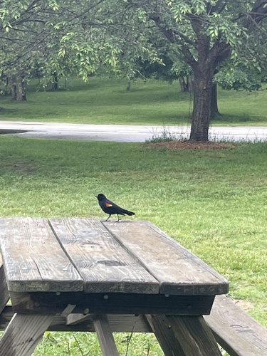 Red-winged Blackbird