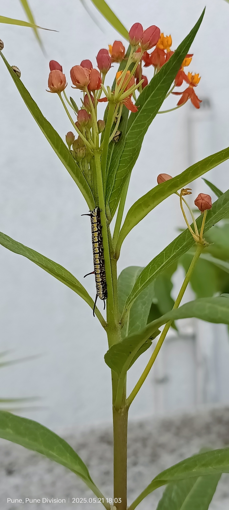 Plain Tiger