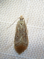 Helcystogramma chambersella