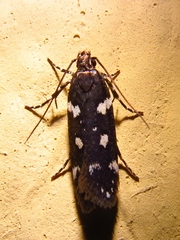 Aroga compositella