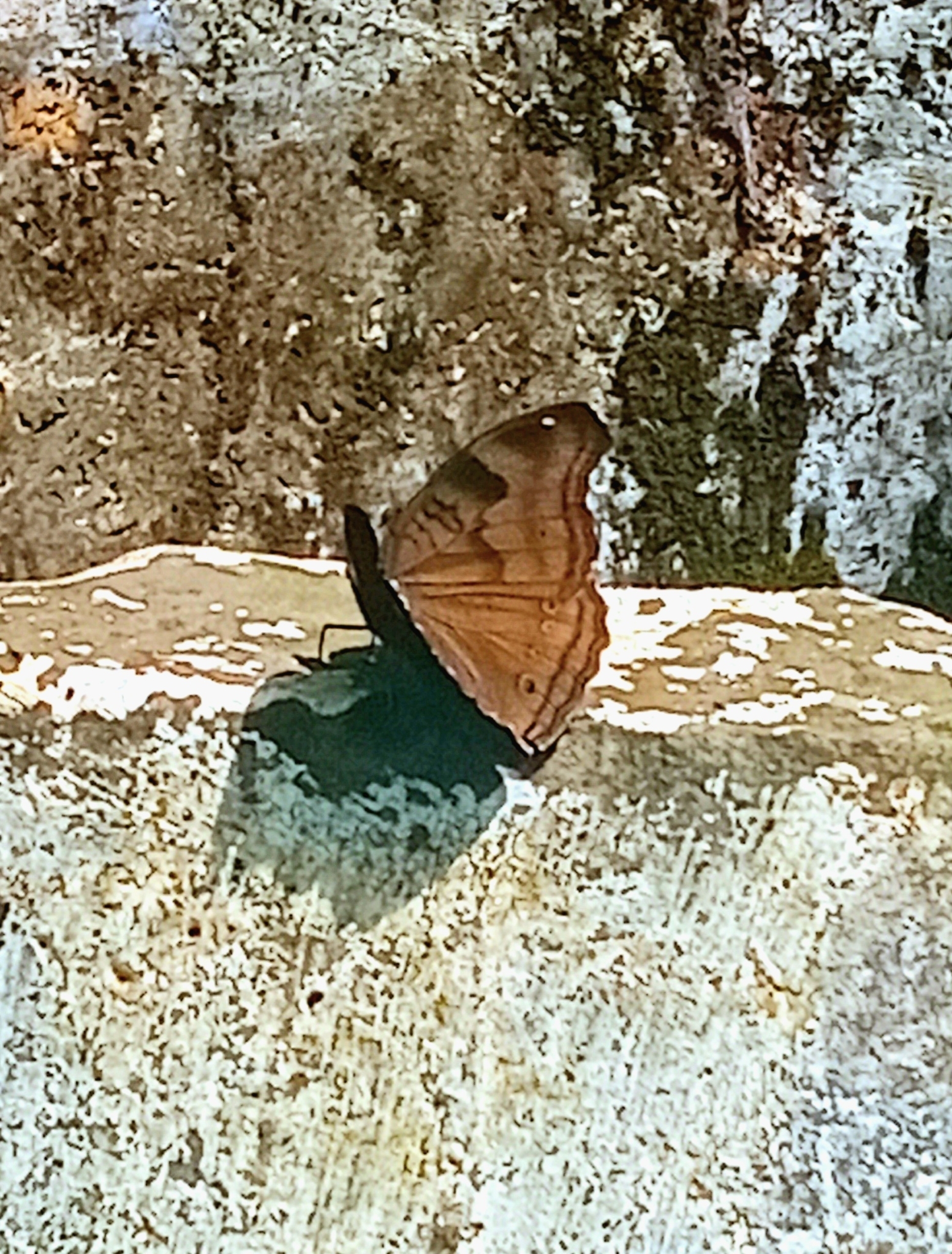 Chocolate Pansy