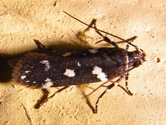 Aroga compositella
