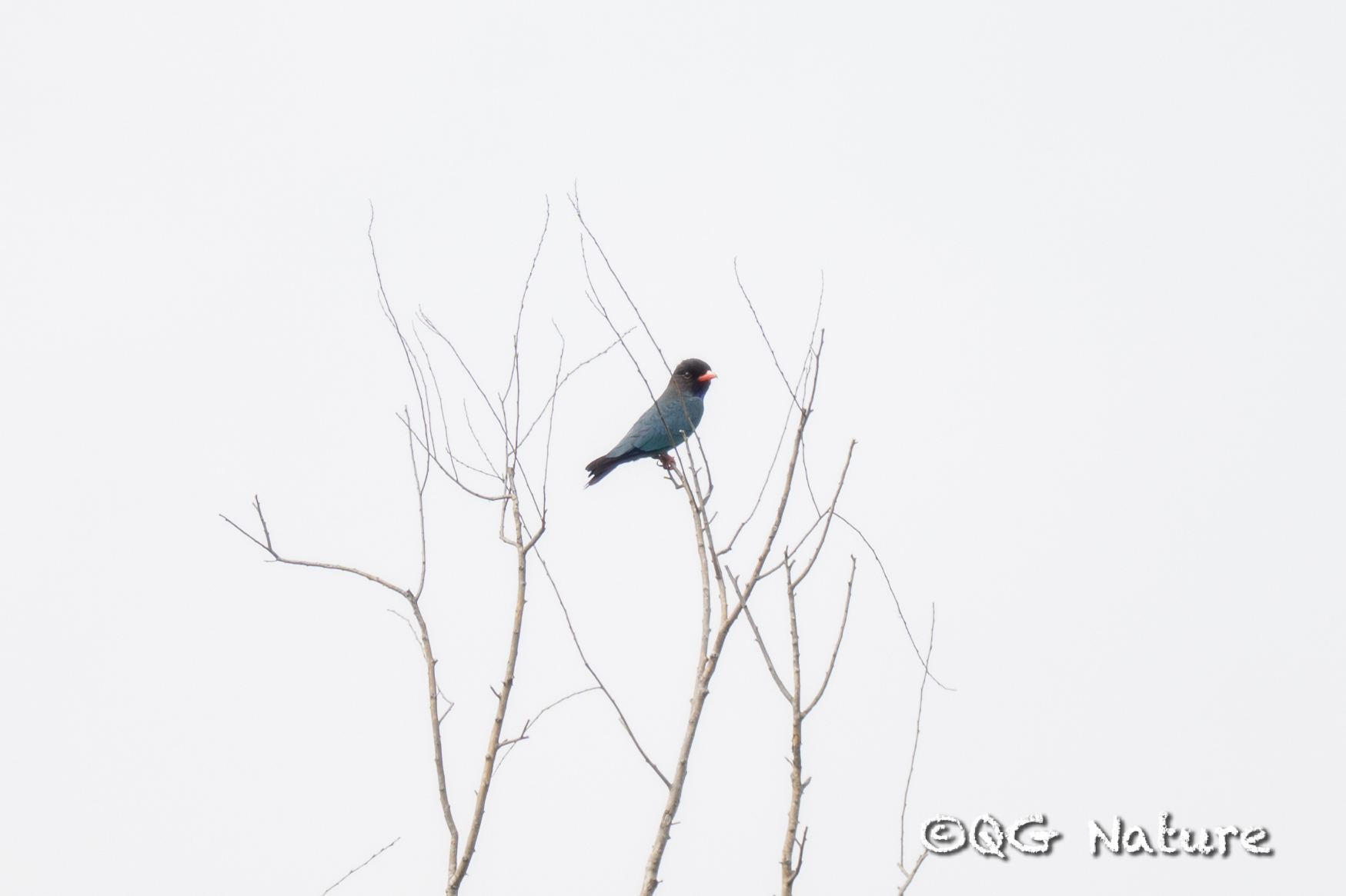 Oriental Dollarbird