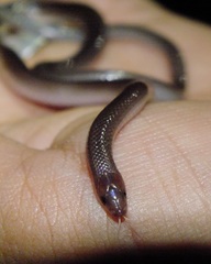 Enulius flavitorques