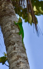 Anolis baracoae