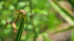 Crocothemis servilia