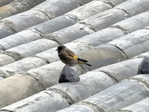 Oriental Greenfinch