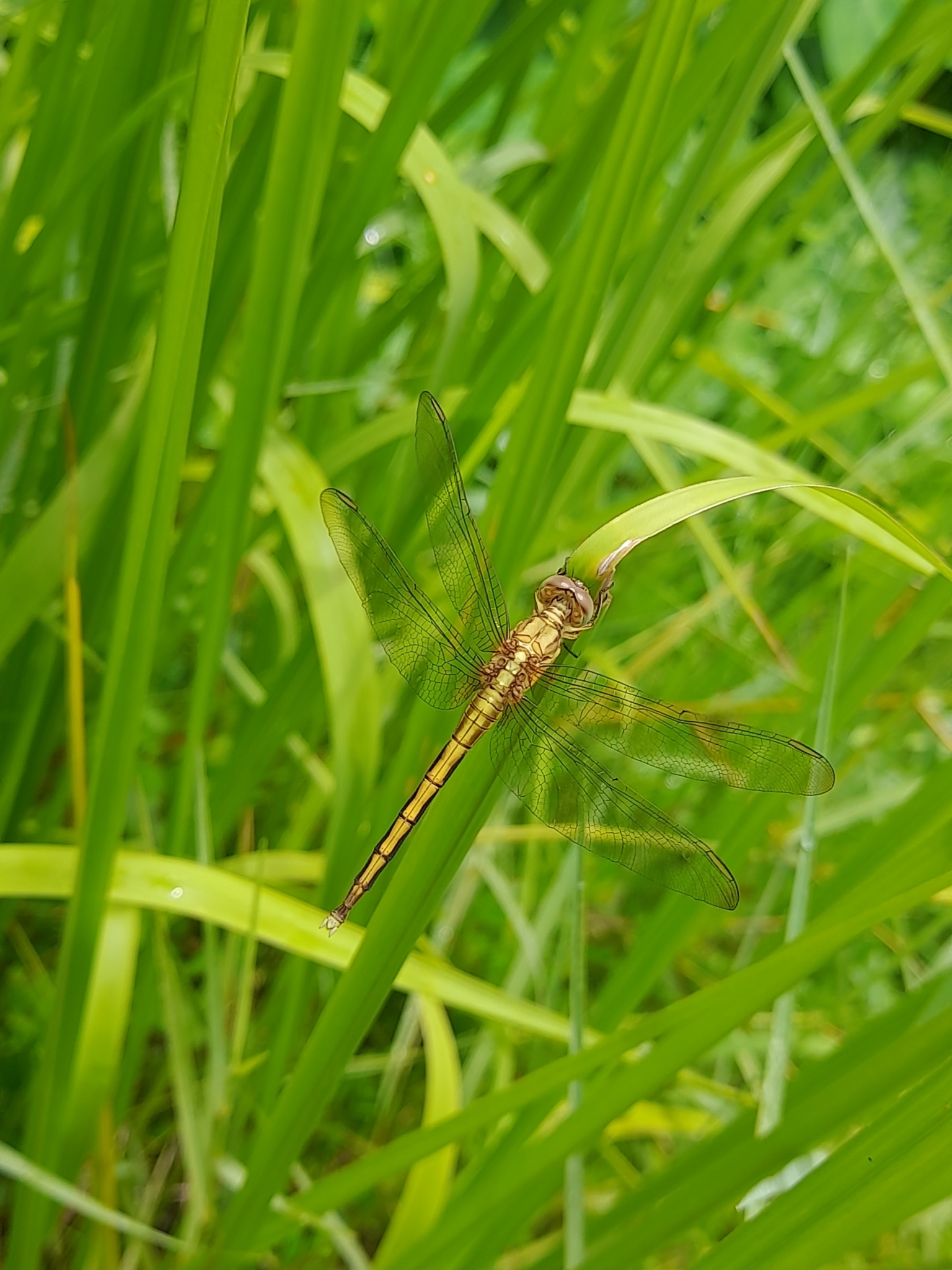 Marsh Skimmer