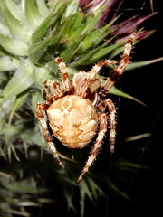 Araneus grossus