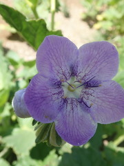 Phacelia grandiflora