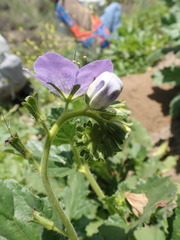 Phacelia grandiflora
