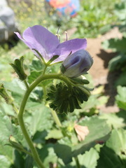 Phacelia grandiflora