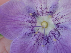 Phacelia grandiflora