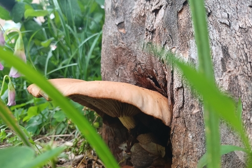 Cyclocybe cylindracea