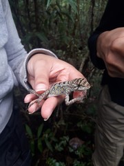 Enyalius capetinga