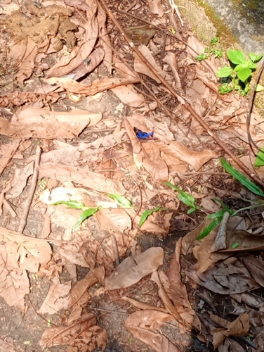 Periander Metalmark