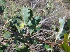Quercus macranthera
